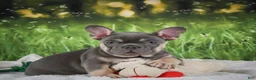 French Bulldog dogs for sale: Lucky - Ad 2