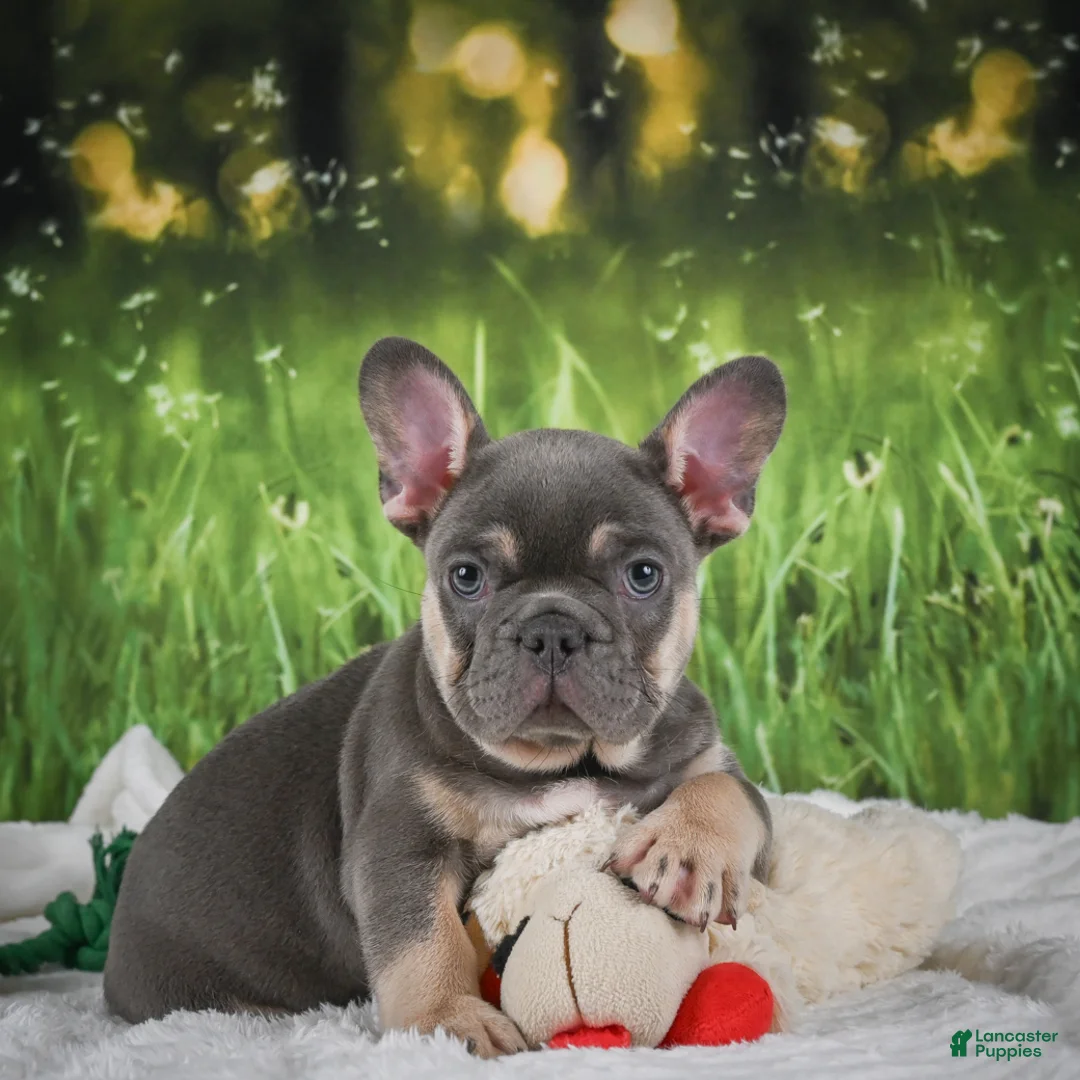 French Bulldog dogs for sale: Lucky - Ad 2