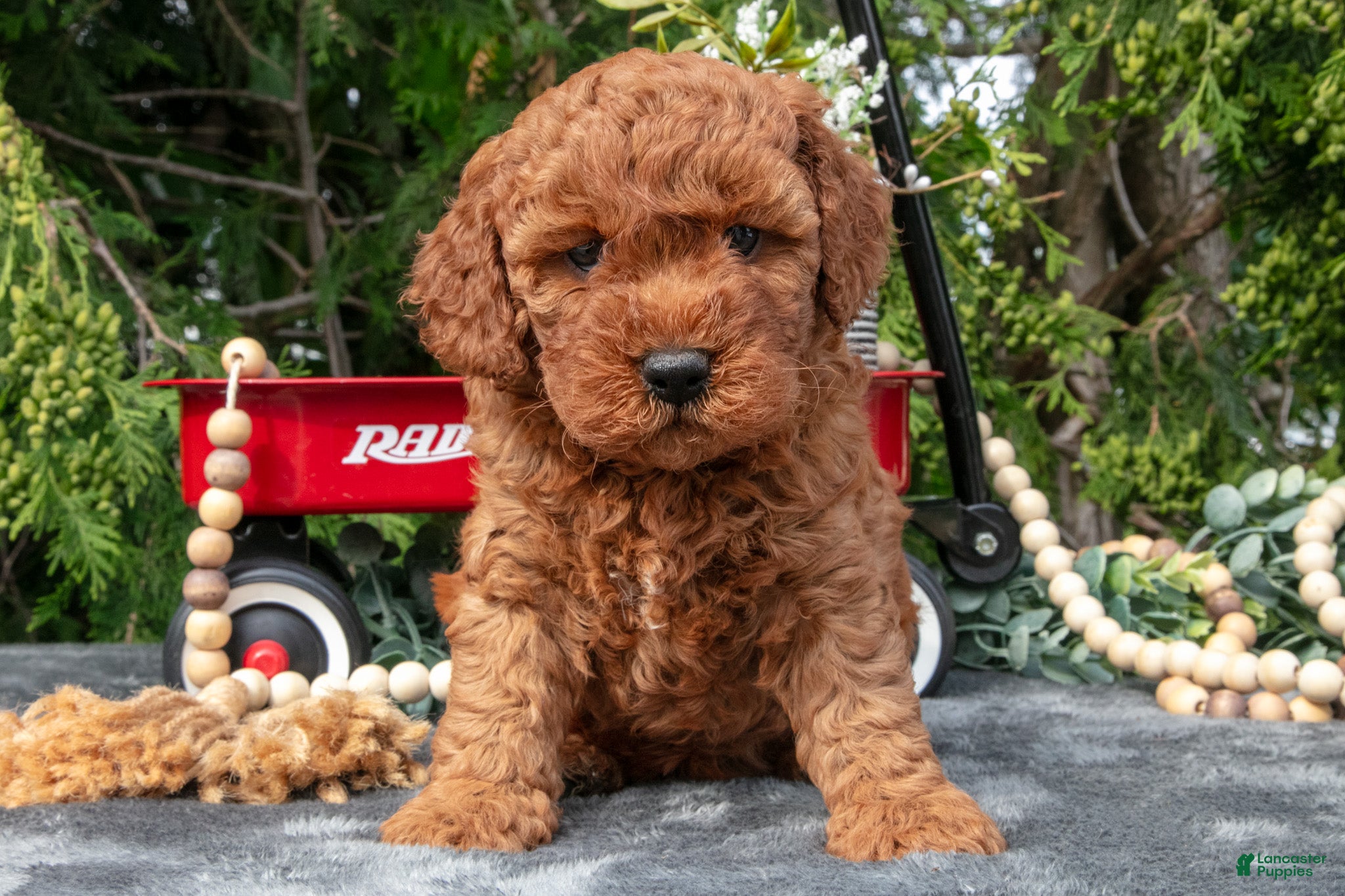 Cavapoo dogs Selena - Ad 1