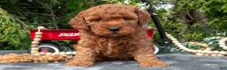 Cavapoo dogs for sale: Selena - Ad 1