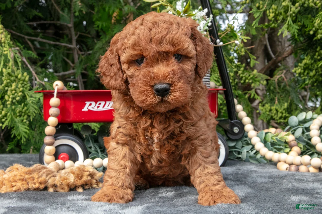 Cavapoo dogs for sale: Selena - Ad 1