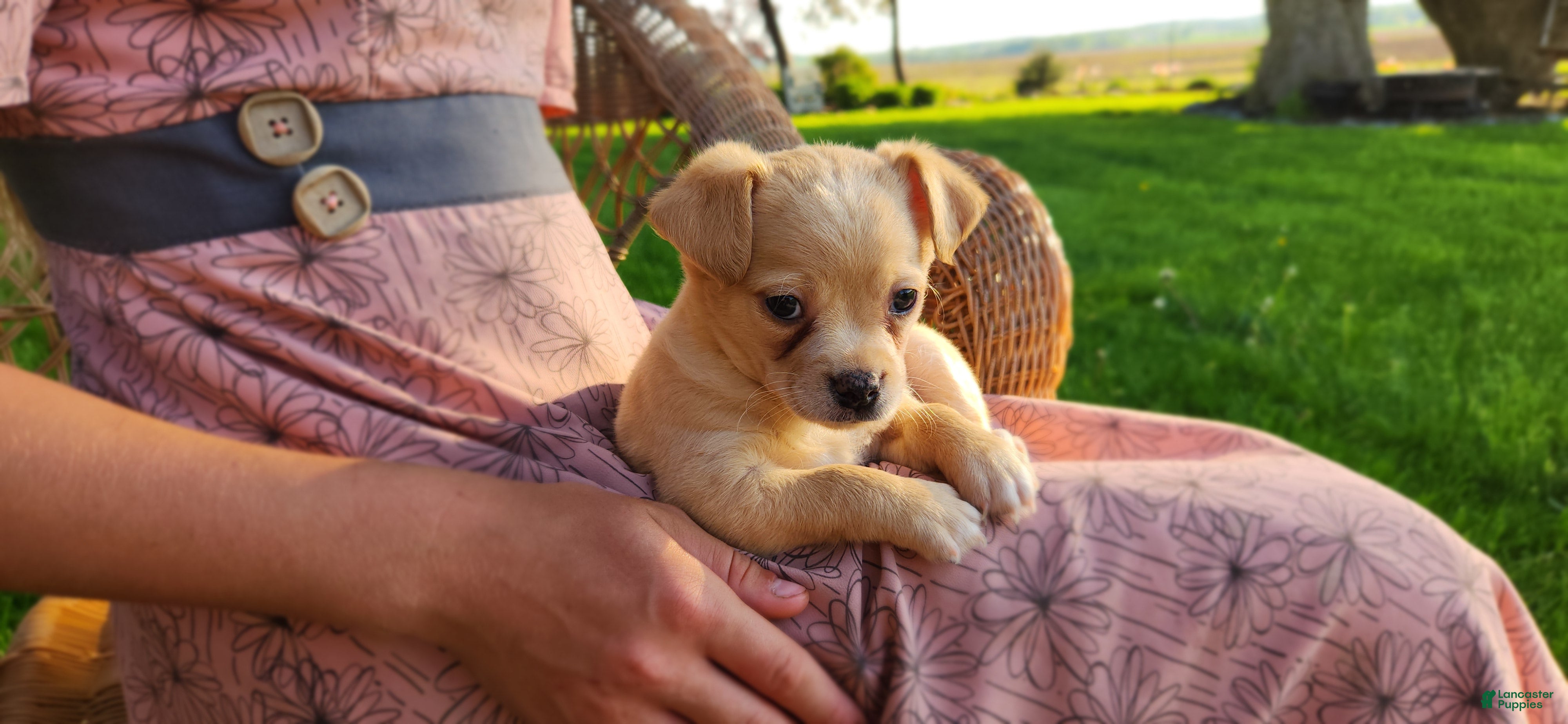Chihuahua dogs Tyrell - Ad 41