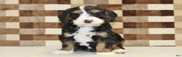 Mixed Breed dogs for sale: Fritz - Ad 3