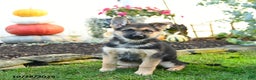 German Shepherd dogs for sale: Villian - Ad 1