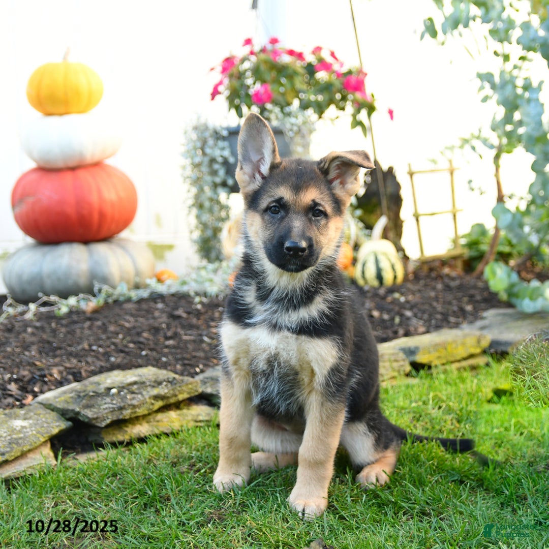 German Shepherd dogs for sale: Villian - Ad 1