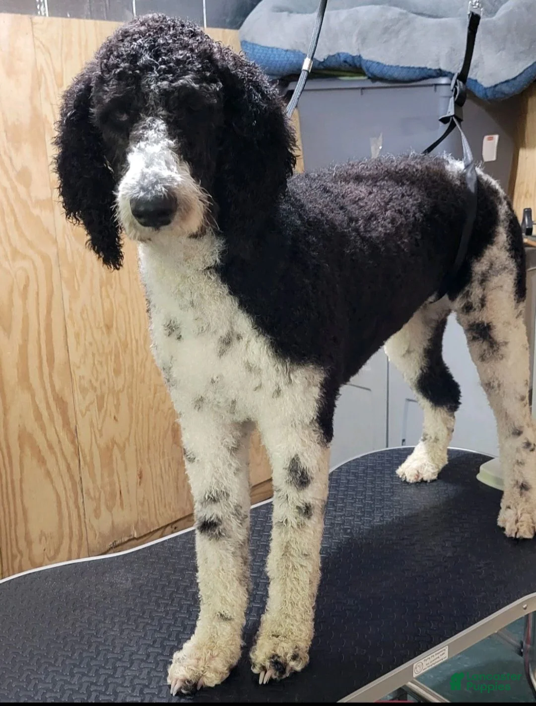 Goldendoodle dogs for sale: F1 Squash - Ad 4