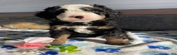 Mini Bernedoodle dogs for sale: Dolly - Ad 2