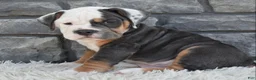 Beabull dogs for sale: Buster - Ad 3