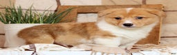 Welsh Corgi Pembroke dogs for sale: Conner - Ad 1