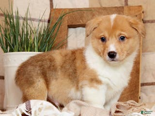 Welsh Corgi Pembroke dogs Conner - Ad 14