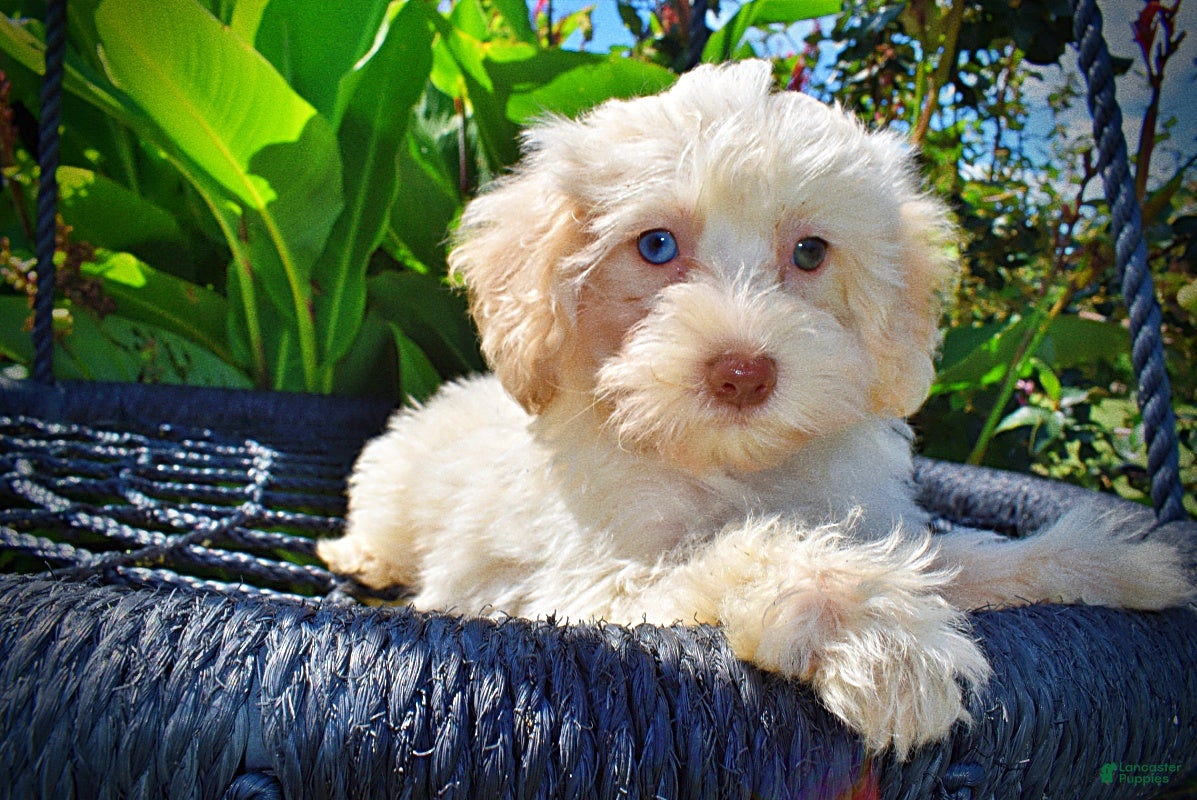 Havapoo dogs Gabby - Ad 2