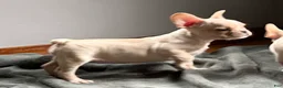 French Bulldog dogs for sale: French Bulldog Truffle  - Ad 3