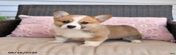 Welsh Corgi Pembroke dogs for sale: Maple   - Ad 3