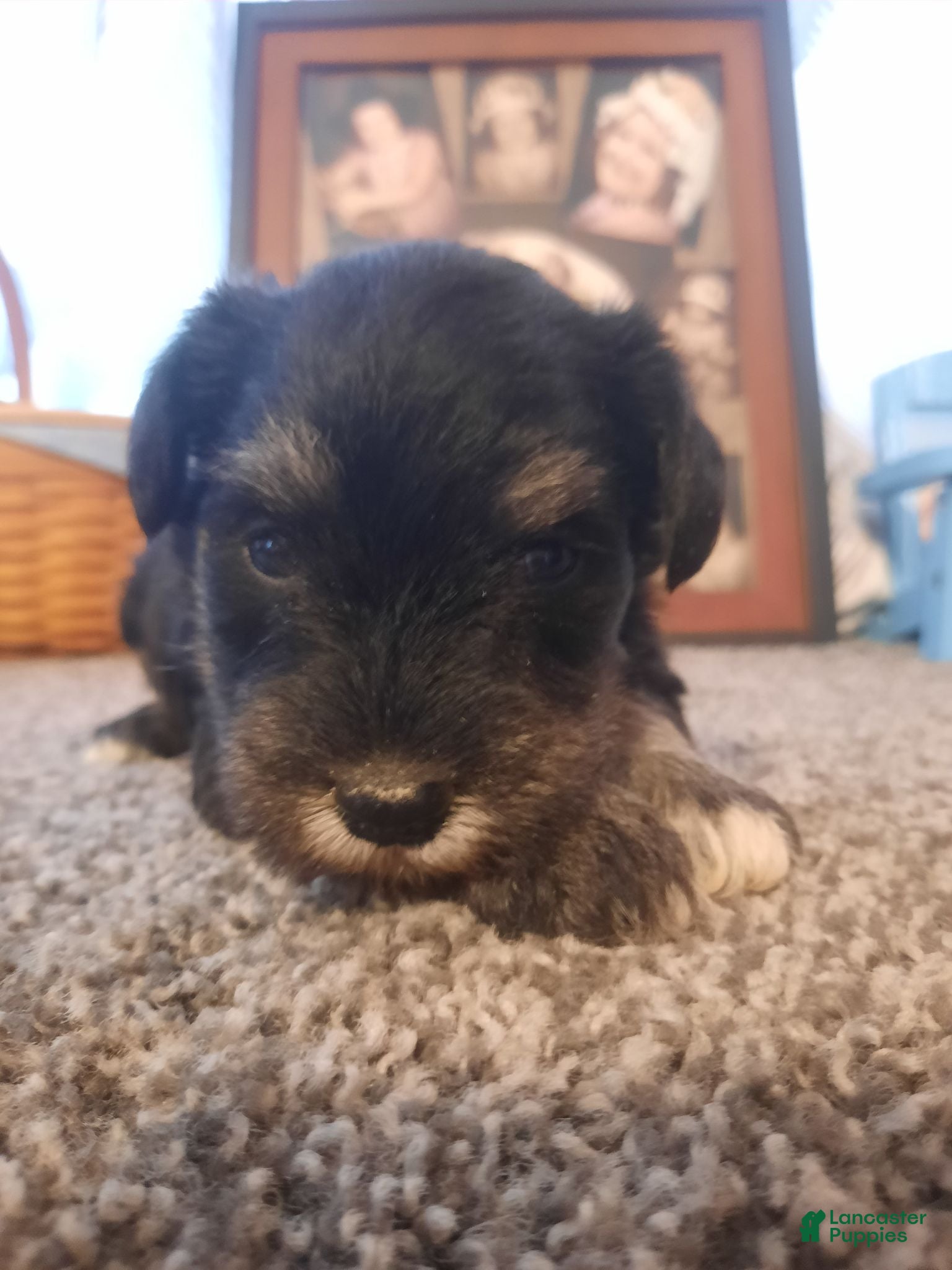 Miniature Schnauzer dogs AKC Sadie - Ad 2
