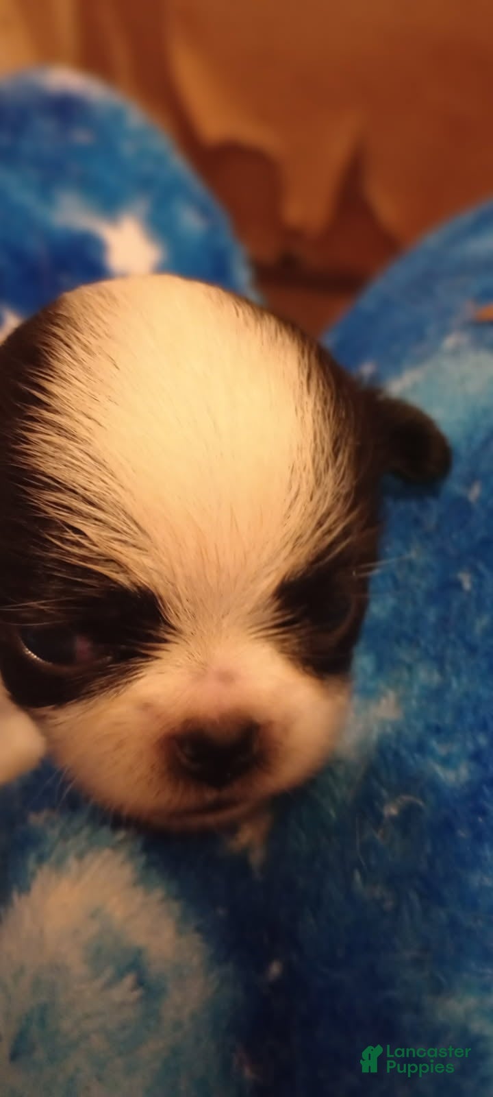 Japanese Chin dogs for sale: Valetina - Ad 15