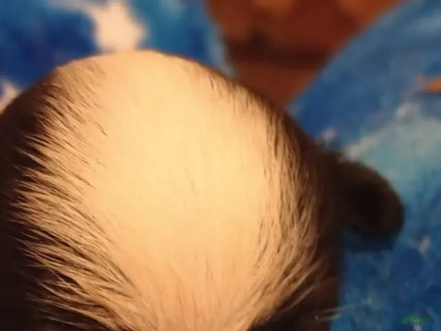 Japanese Chin dogs for sale: Valetina - Ad 15