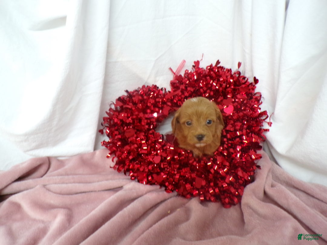 Goldendoodle dogs for sale: Boston - Ad 3