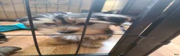 Yorkshire Terrier dogs for sale: Yorkshire Terrier Puppy 1 - Ad 4