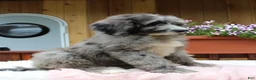 Bernedoodle dogs for sale: Grace - Ad 5