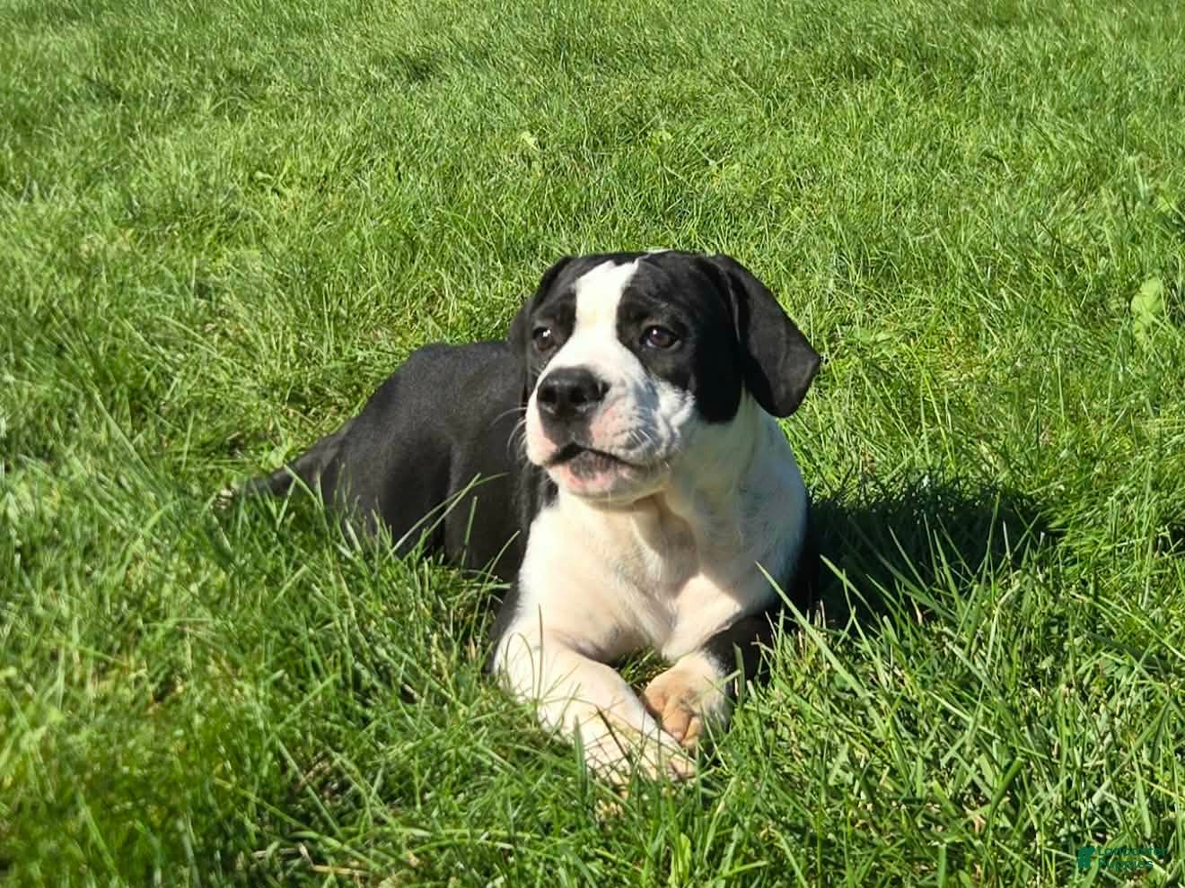 Margaret, Olde English Bulldogge