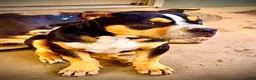 American Bully dogs for sale: American Bully Puppy 1 - Ad 4