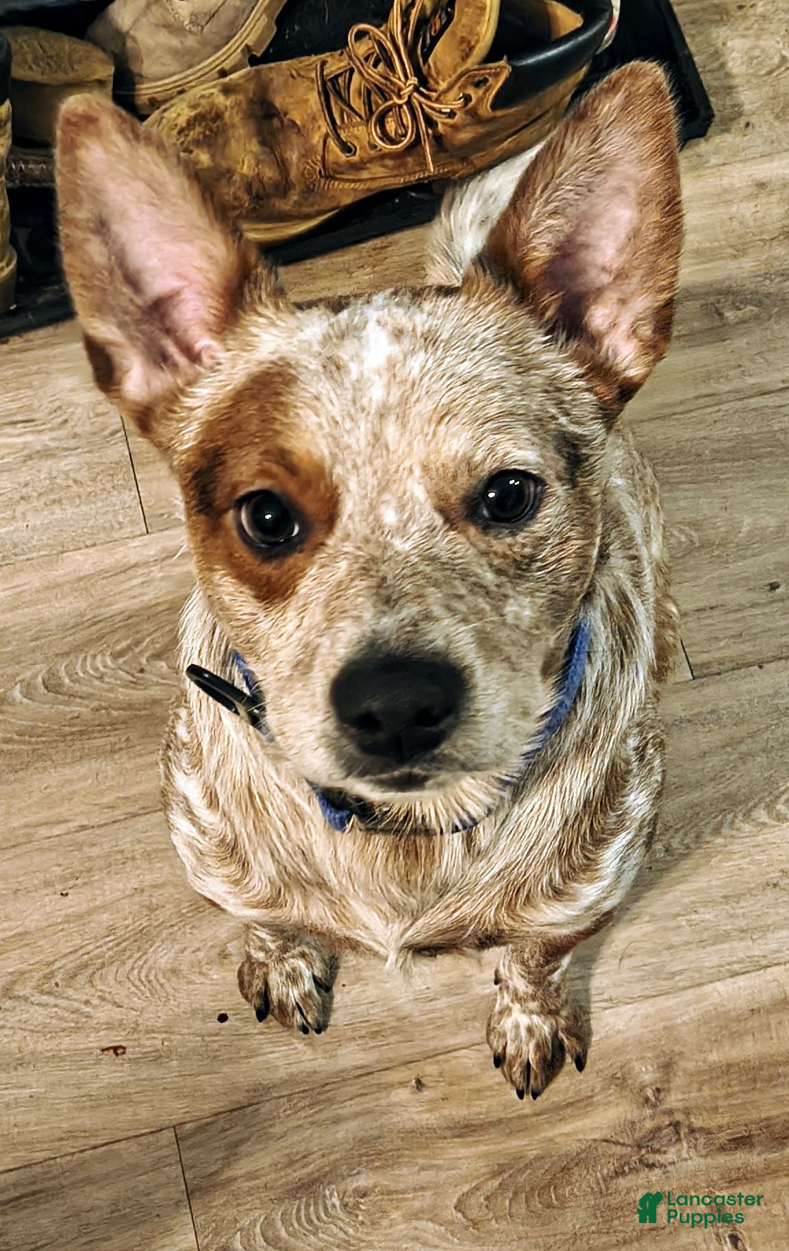 Australian Cattle Dog dogs STUD SERVICE $500 - Ad 1