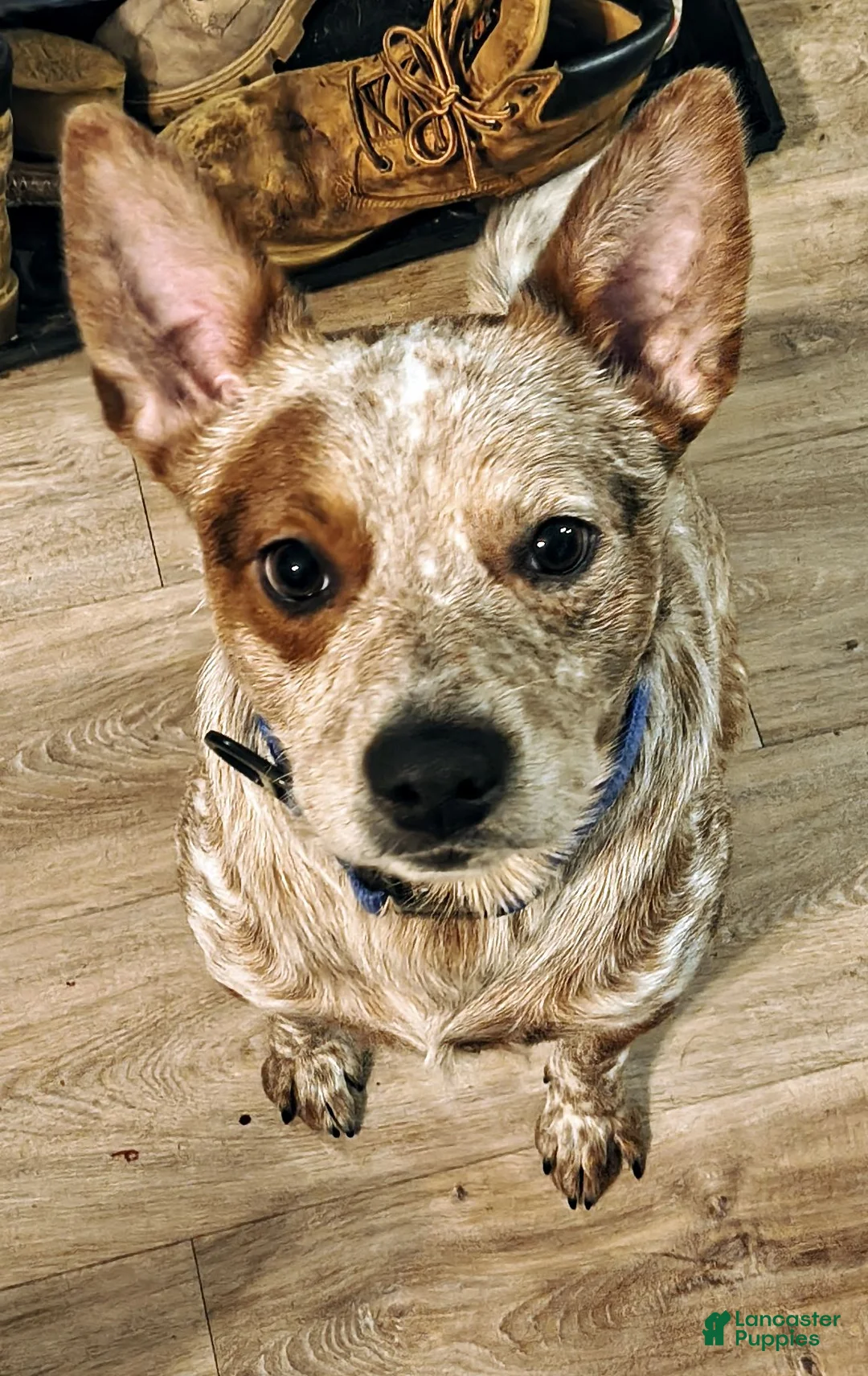 Australian Cattle Dog dogs for stud: STUD SERVICE $500 - Ad 1
