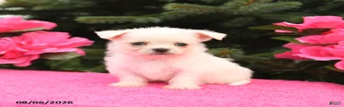 Tucker