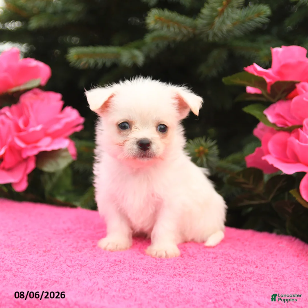 Mixed Breed dogs for sale: Tucker - Ad 1