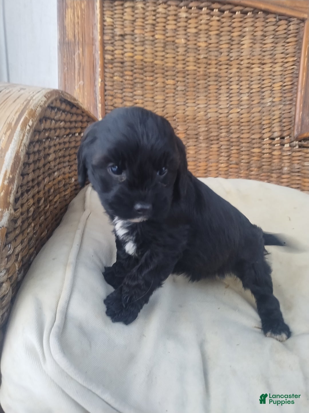 Cavapoo dogs for sale: Violet  - Ad 5
