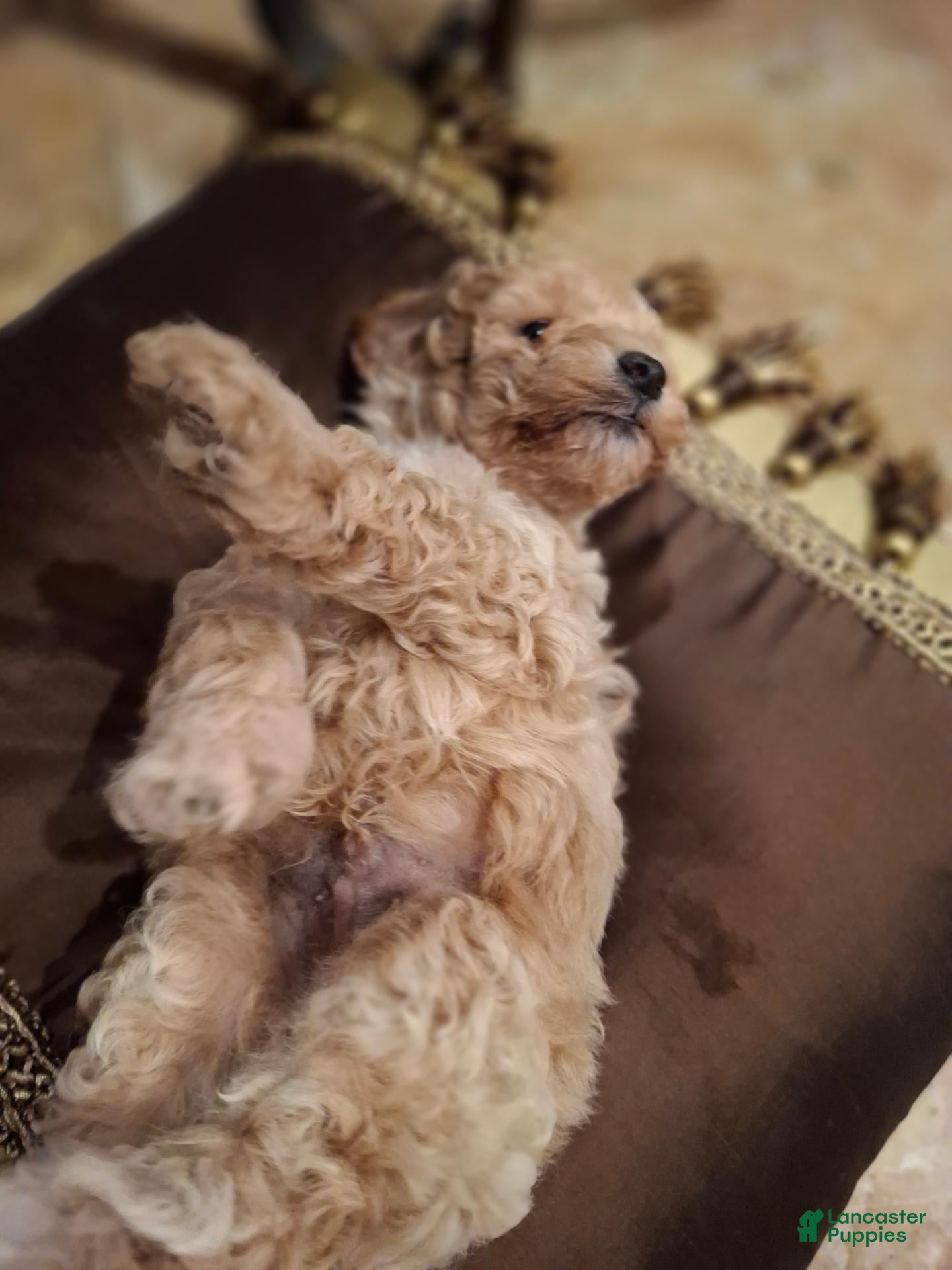 Miniature Poodle dogs for sale: Fenrir - Ad 3