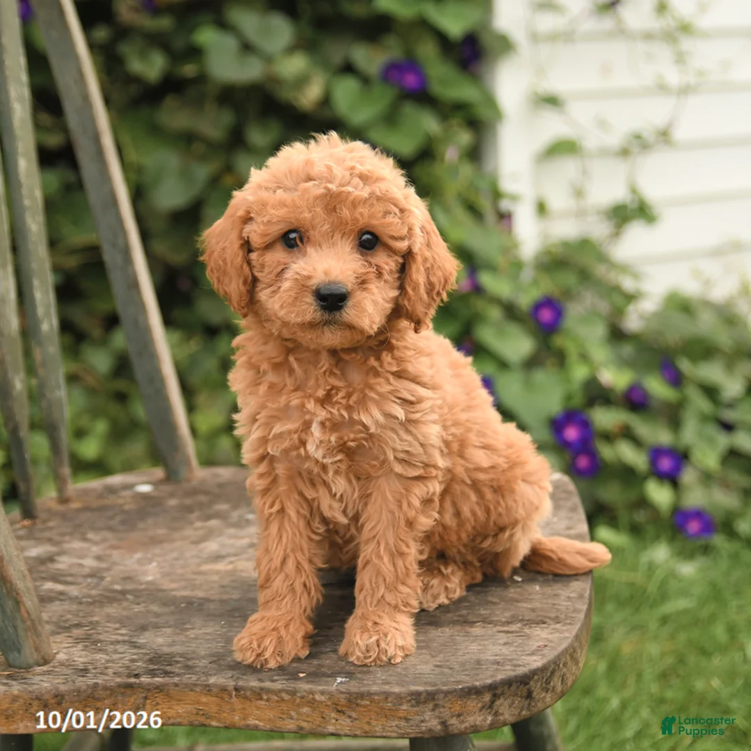 Mini Goldendoodle dogs for sale: Darcy - Ad 3