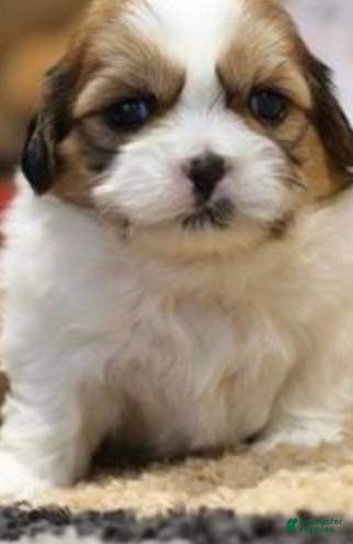 Shih Tzu dogs Rax - Ad 10