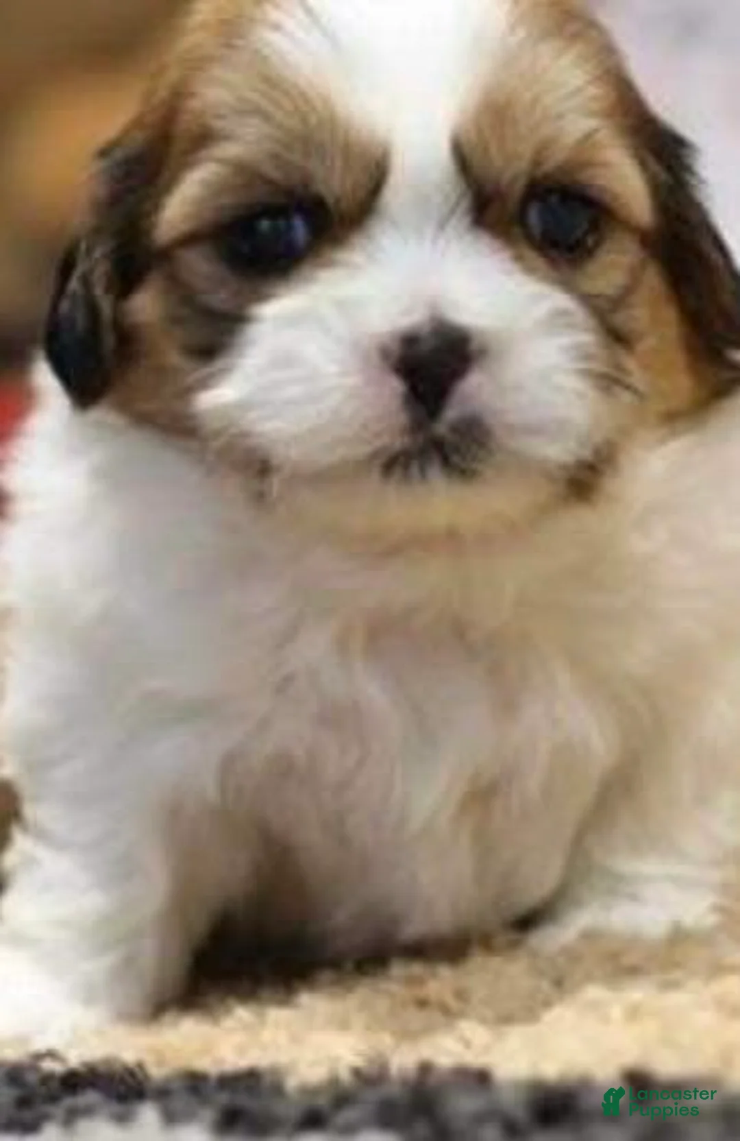 Shih Tzu dogs for sale: Rax - Ad 1