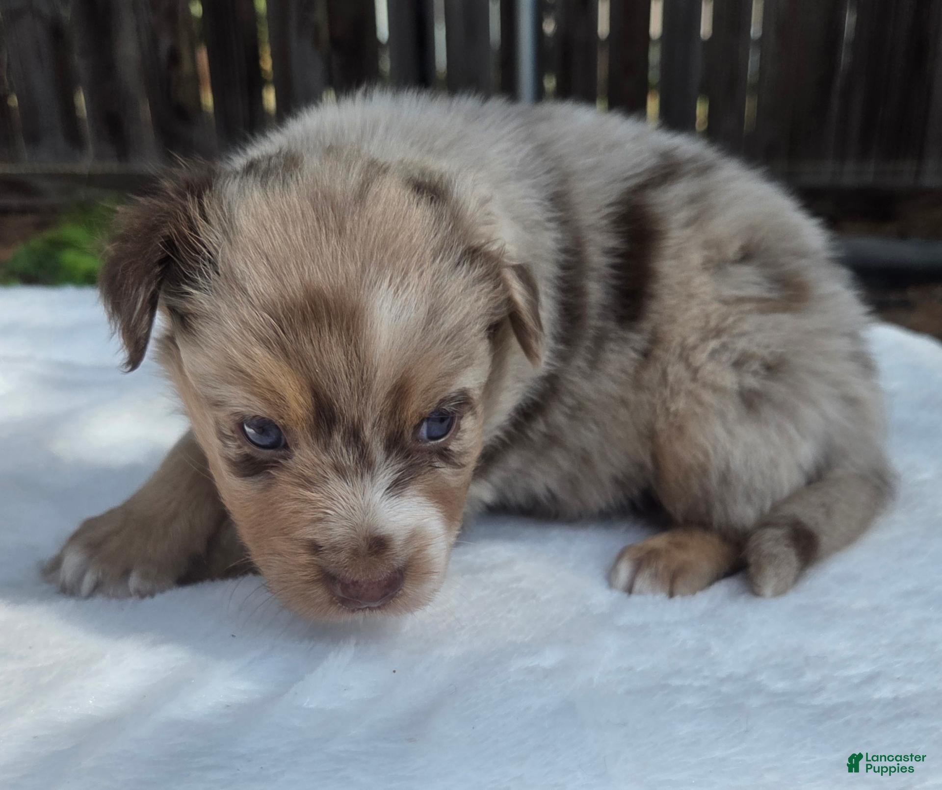 Australian Shepherd dogs Spence - Ad 1