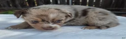 Australian Shepherd dogs for sale: Spence - Ad 1