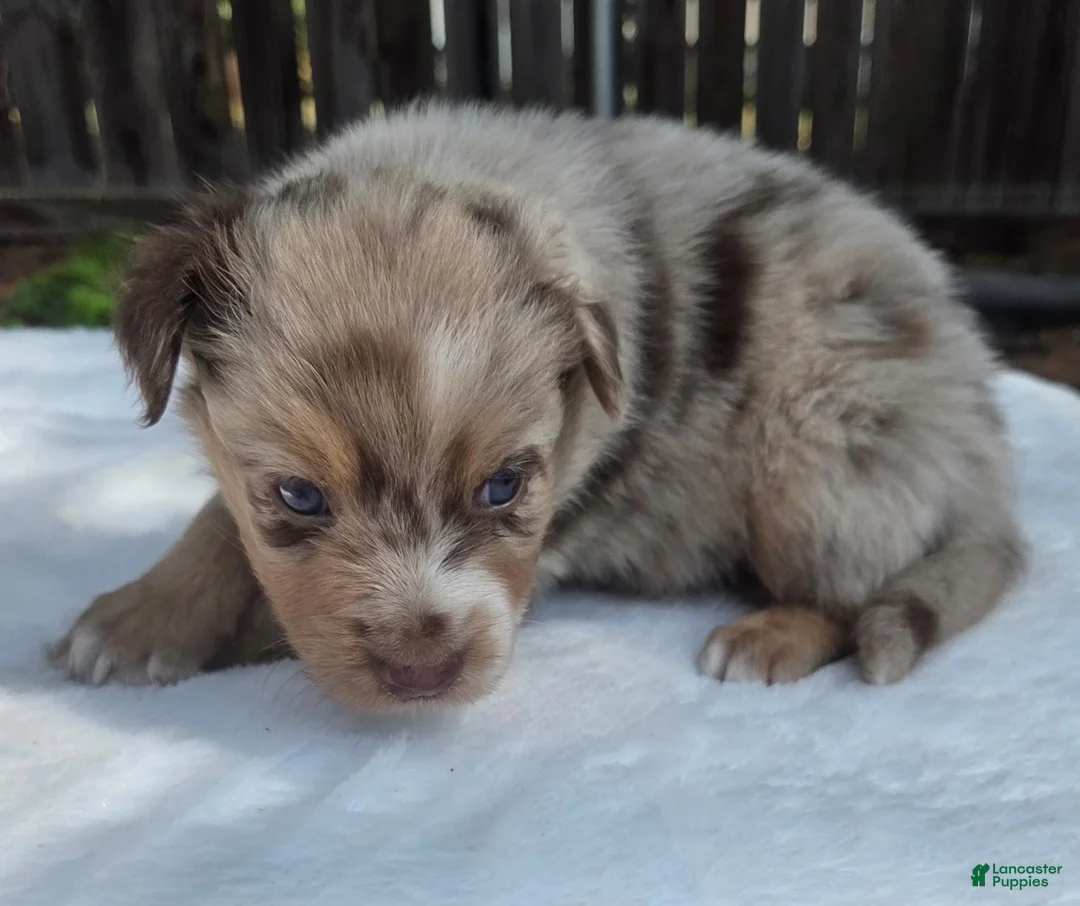 Australian Shepherd dogs for sale: Spence - Ad 1