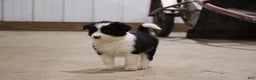 Border Collie dogs for sale: Border Collie Puppy 1 - Ad 2
