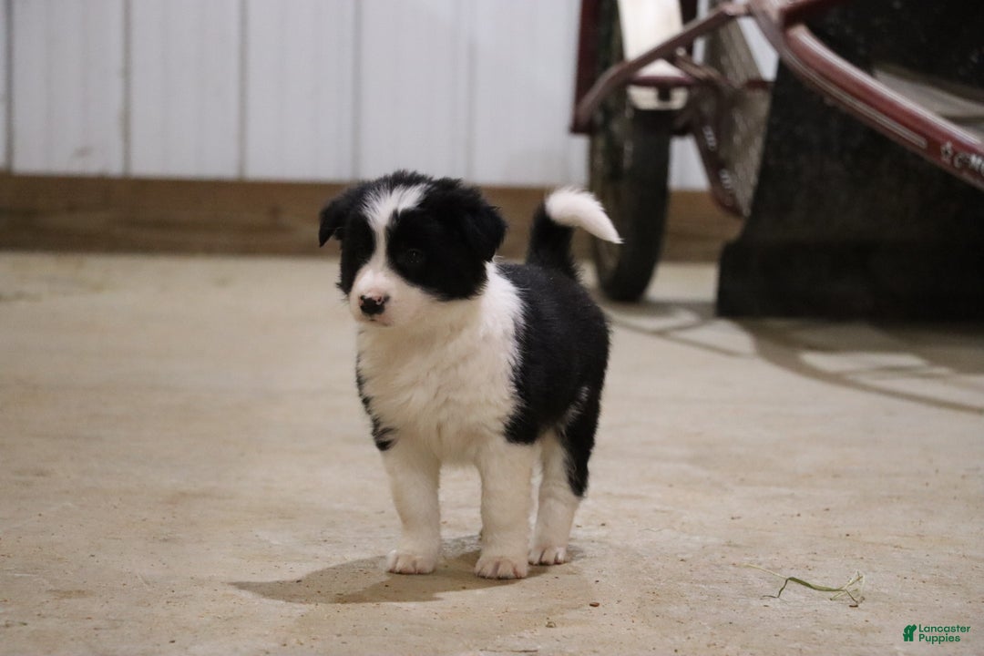 Border Collie dogs for sale: Border Collie Puppy 1 - Ad 2