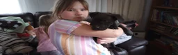 American Bully dogs for sale: Carter Starocci - Ad 5