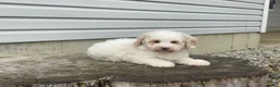Miniature Poodle dogs for sale: Dazzler Miniature Poodle  - Ad 3