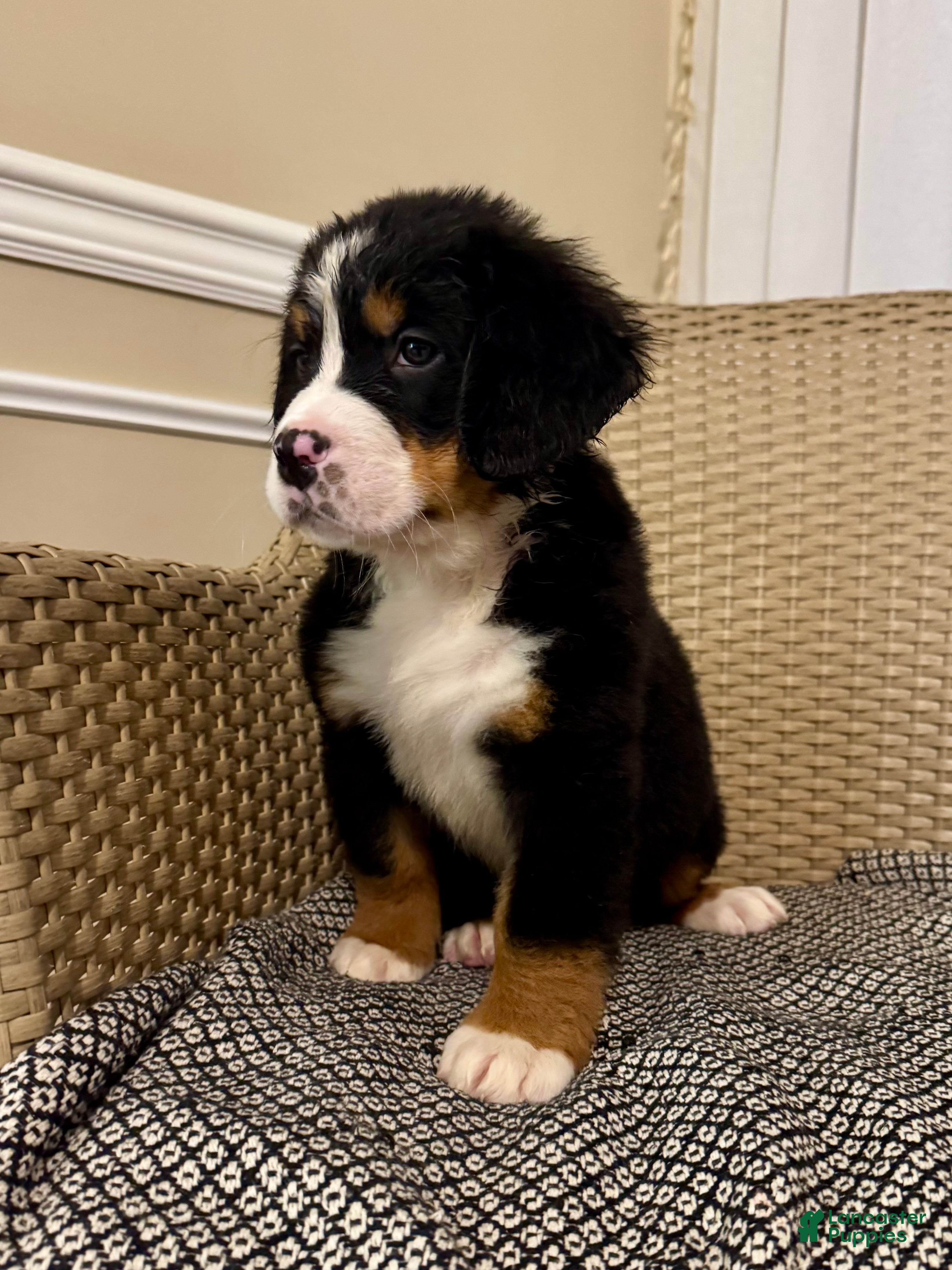 Bernese Mountain Dog dogs Rosie - Ad 38