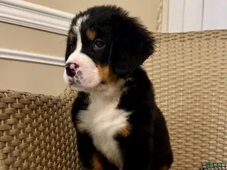Bernese Mountain Dog dogs Rosie - Ad 42