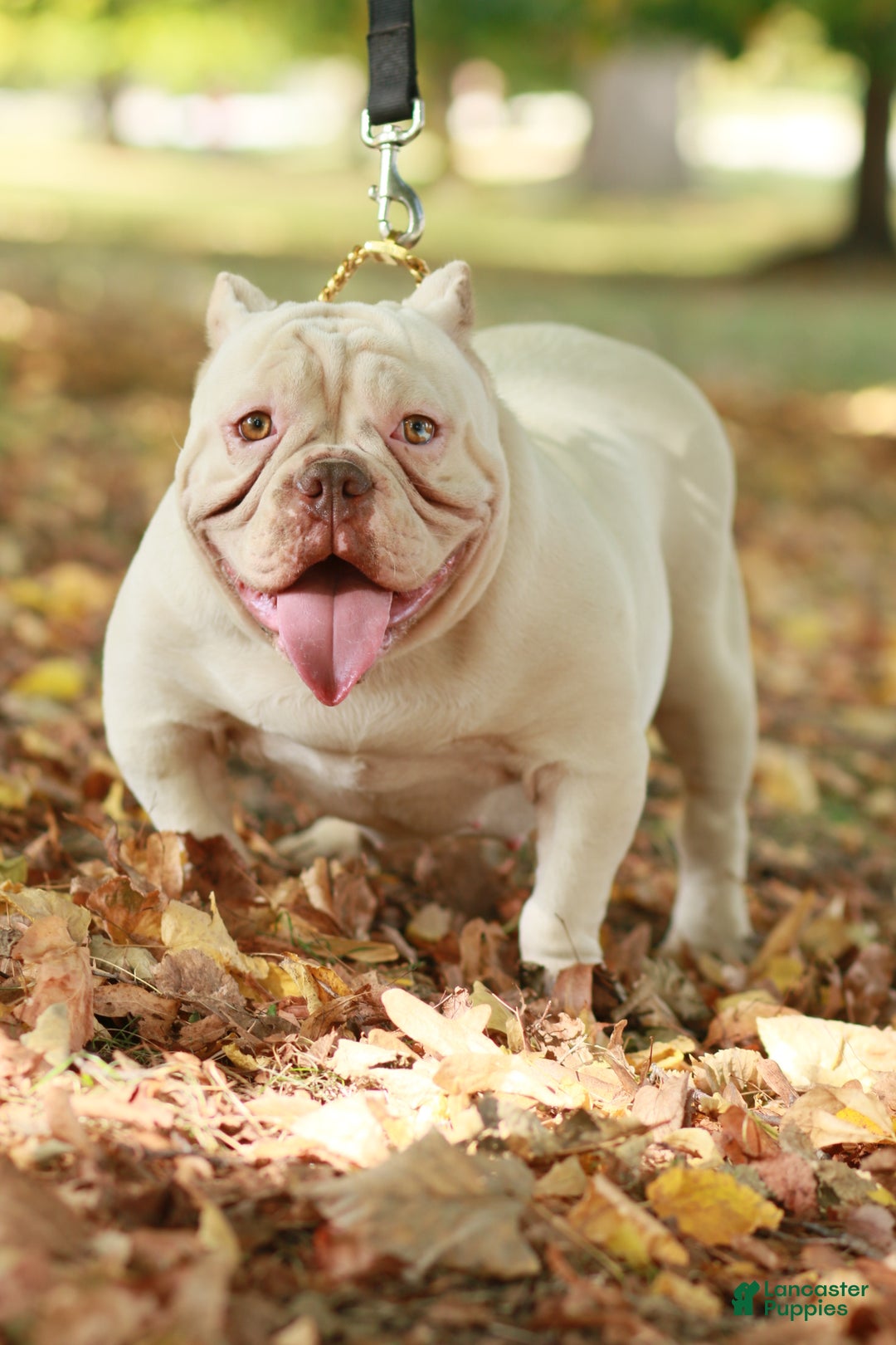 American Bully dogs for sale: American Bully Puppy 6 - Ad 5