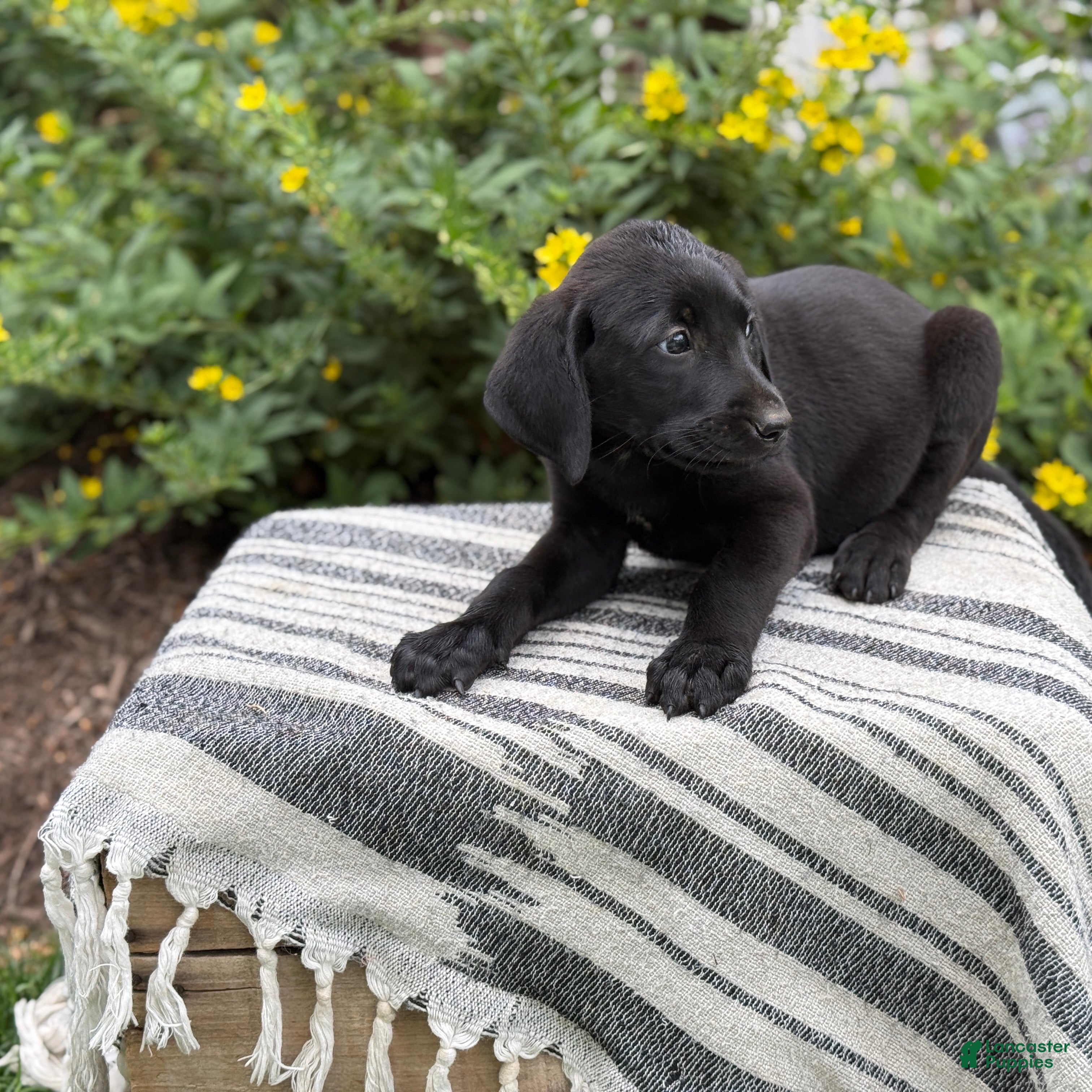 Mixed Breed dogs Georgie - Ad 2