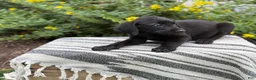 Mixed Breed dogs for sale: Georgie - Ad 2