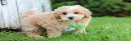 Maltipoo dogs for sale: Joel - Ad 9