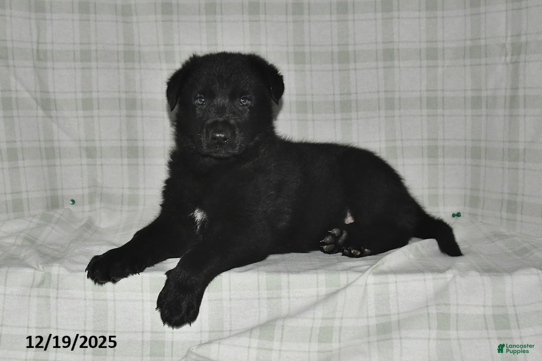 German Shepherd dogs for sale: Zachary - Ad 4