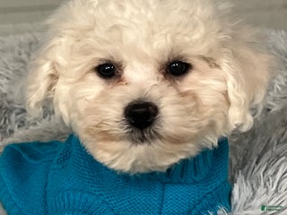Bichon Frise dogs Trevor - Ad 16