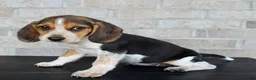 Beagle dogs for sale: Biscuit - Ad 5